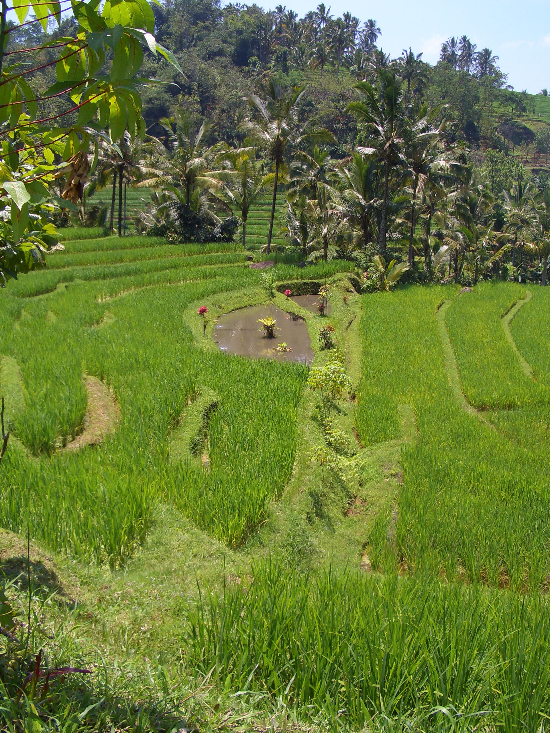 Reisterrassen Bali