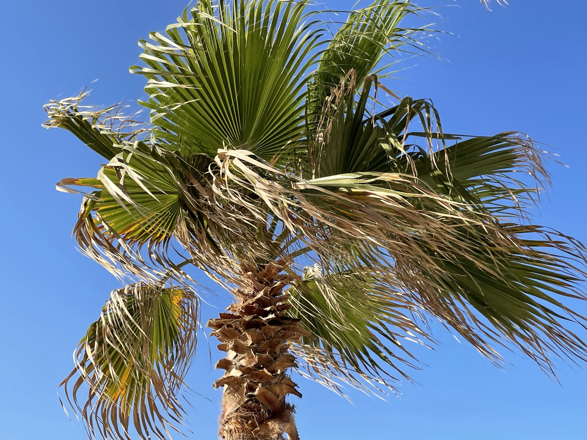 Palme_Kreta