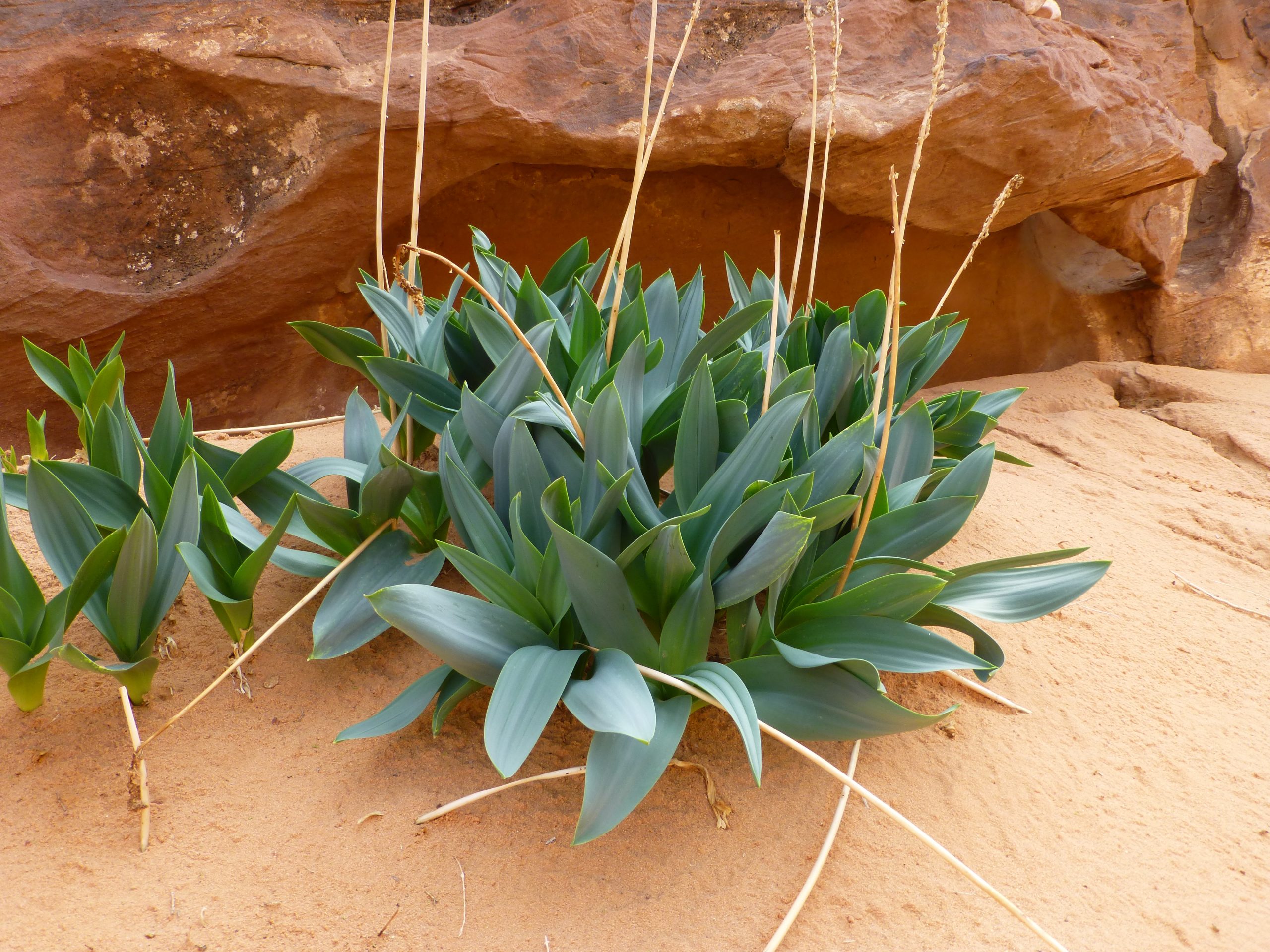 Agave